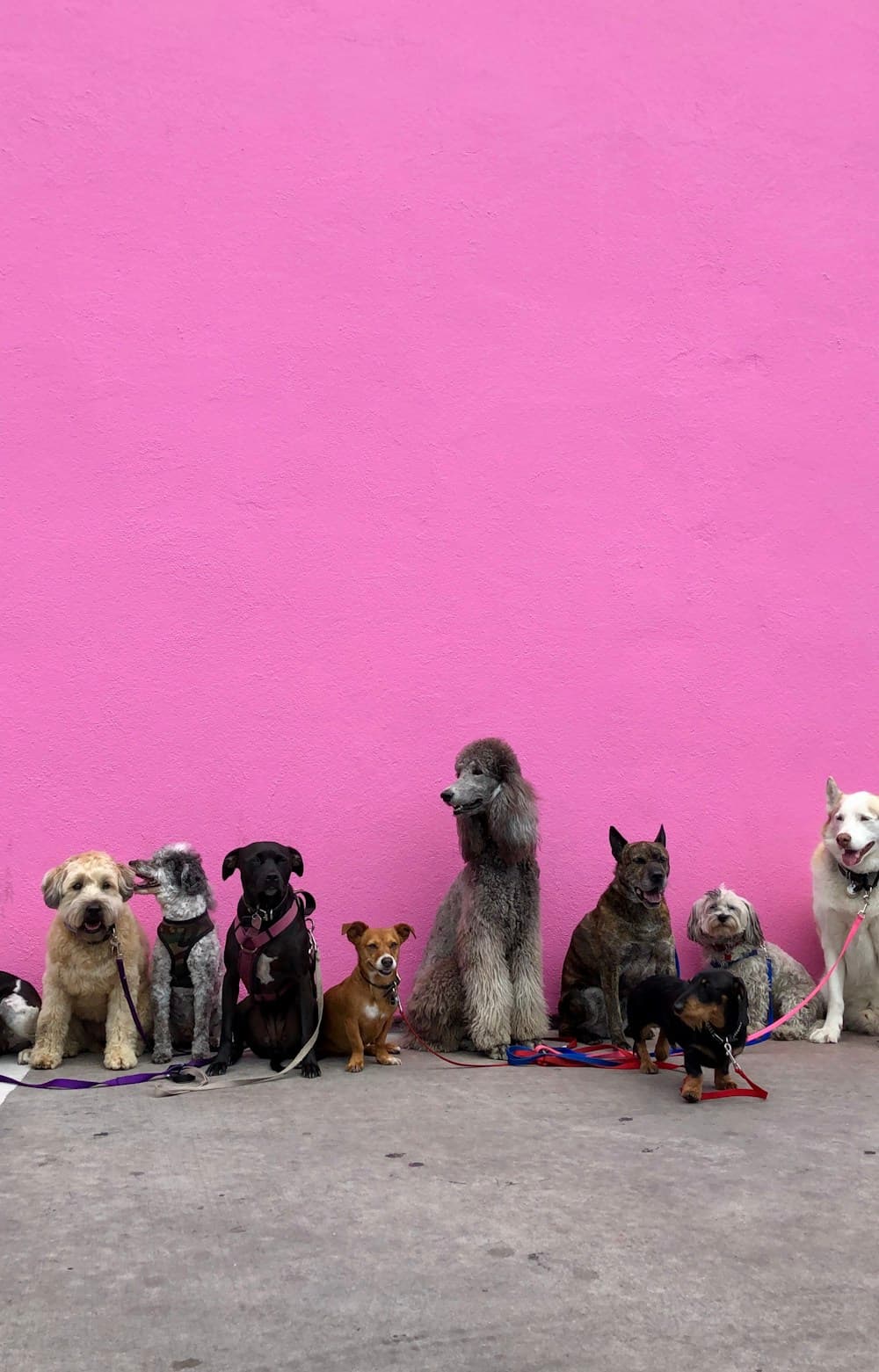 Pet Professional